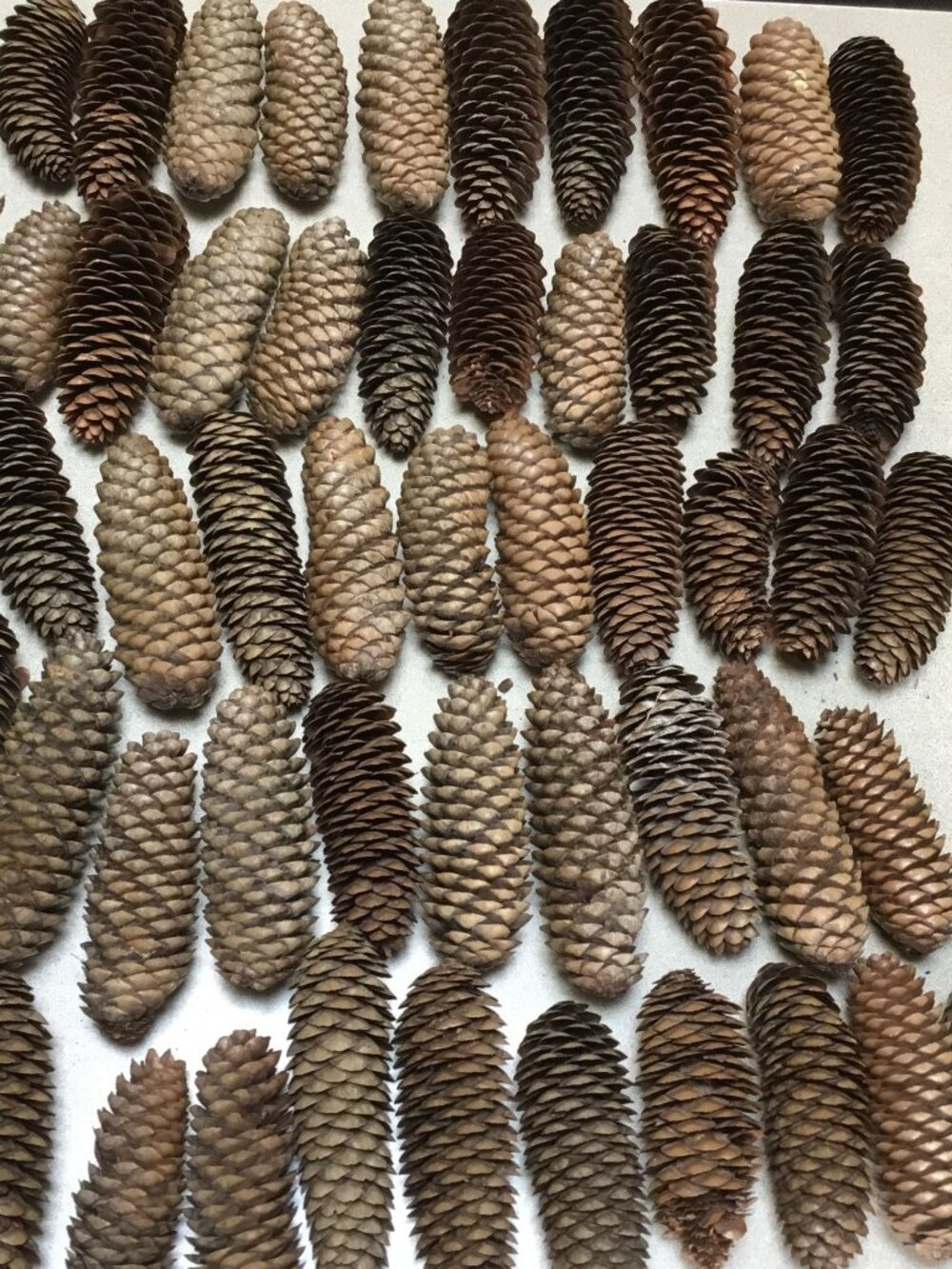 50 Norway Spruce Pine Cones
